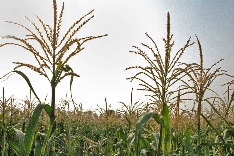 Corn