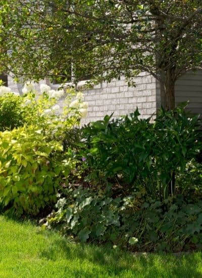 Lawn